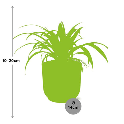 Chlorophytum comosum 'Variegatum' in ELHO Vibes Fold 14cm pink | Swinging shoots – Easy care