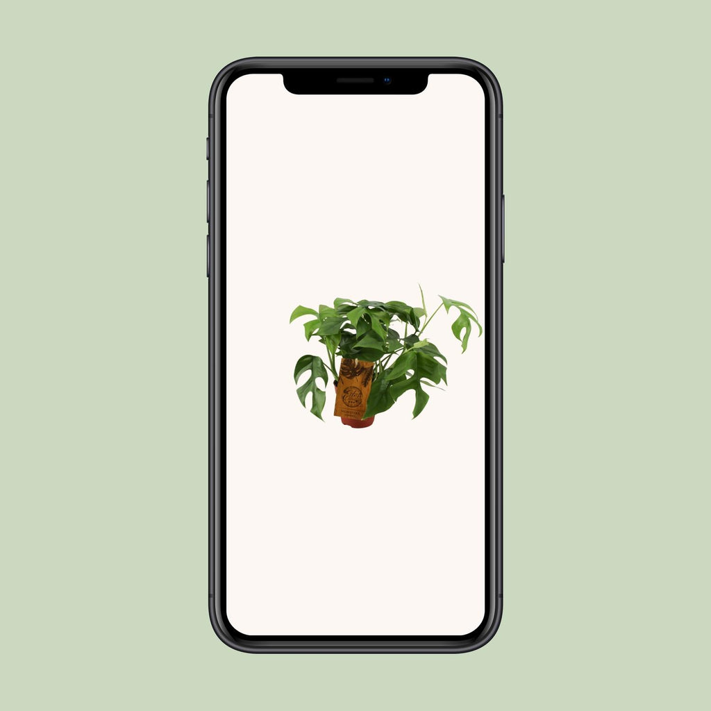 Monstera Minima – Ø12cm ↕30cm | The mini jungler – Easy maintenance