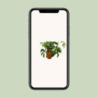 Monstera Minima – Ø12cm ↕30cm | The mini jungler – Easy maintenance