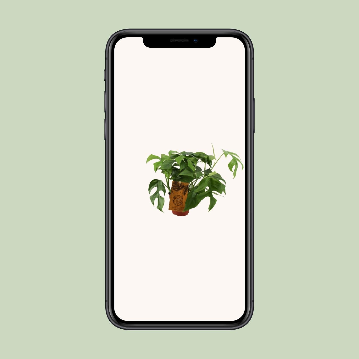 Monstera Minima – Ø12cm ↕30cm | The mini jungler – Easy maintenance
