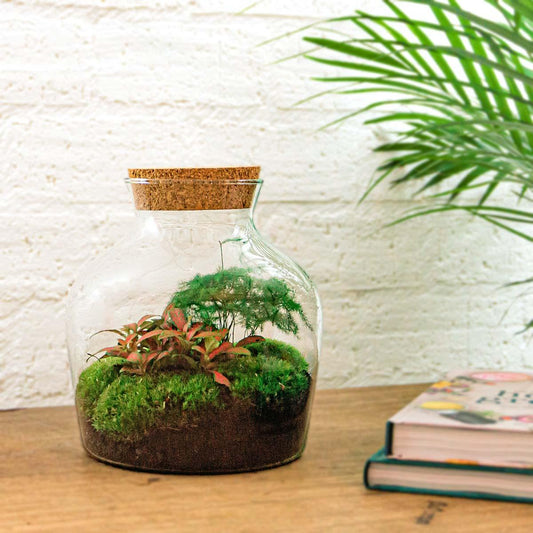 🌿 DIY Terrarium Little Joe – 21,5 cm