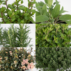 Tuinkruiden Mix – 4 stuks – Ø14cm – ↕18cm | De keukenband –&nbsp;Makkelijk onderhoud