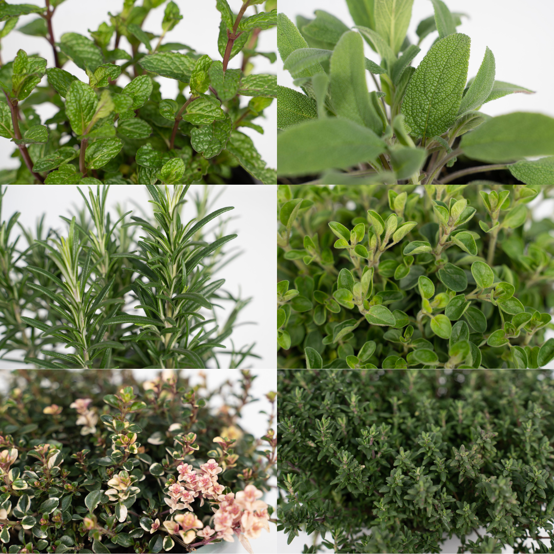 Garden Herb Mix – 4 pieces – Ø14cm – ↕18cm | The kitchen band – Easy maintenance