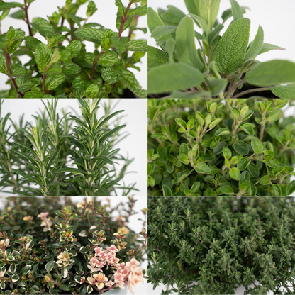 Garden Herb Mix – 4 pieces – Ø14cm – ↕18cm | The kitchen band – Easy maintenance