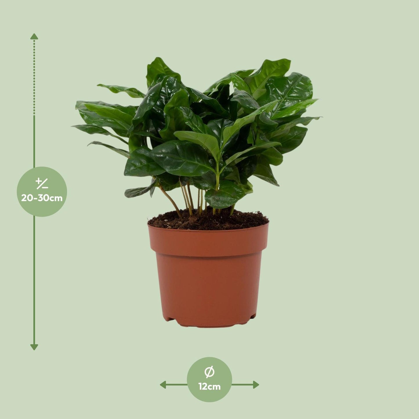 Coffea arabica 12cm – Ø12cm ↕22cm | Average maintenance