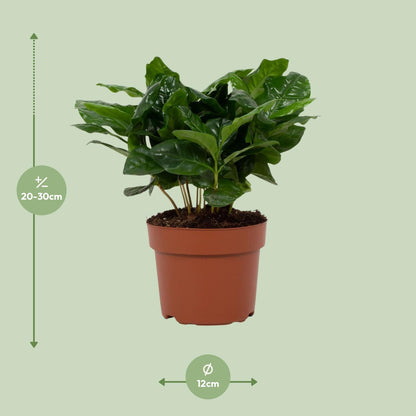 Coffea arabica 12cm – Ø12cm ↕22cm | Average maintenance
