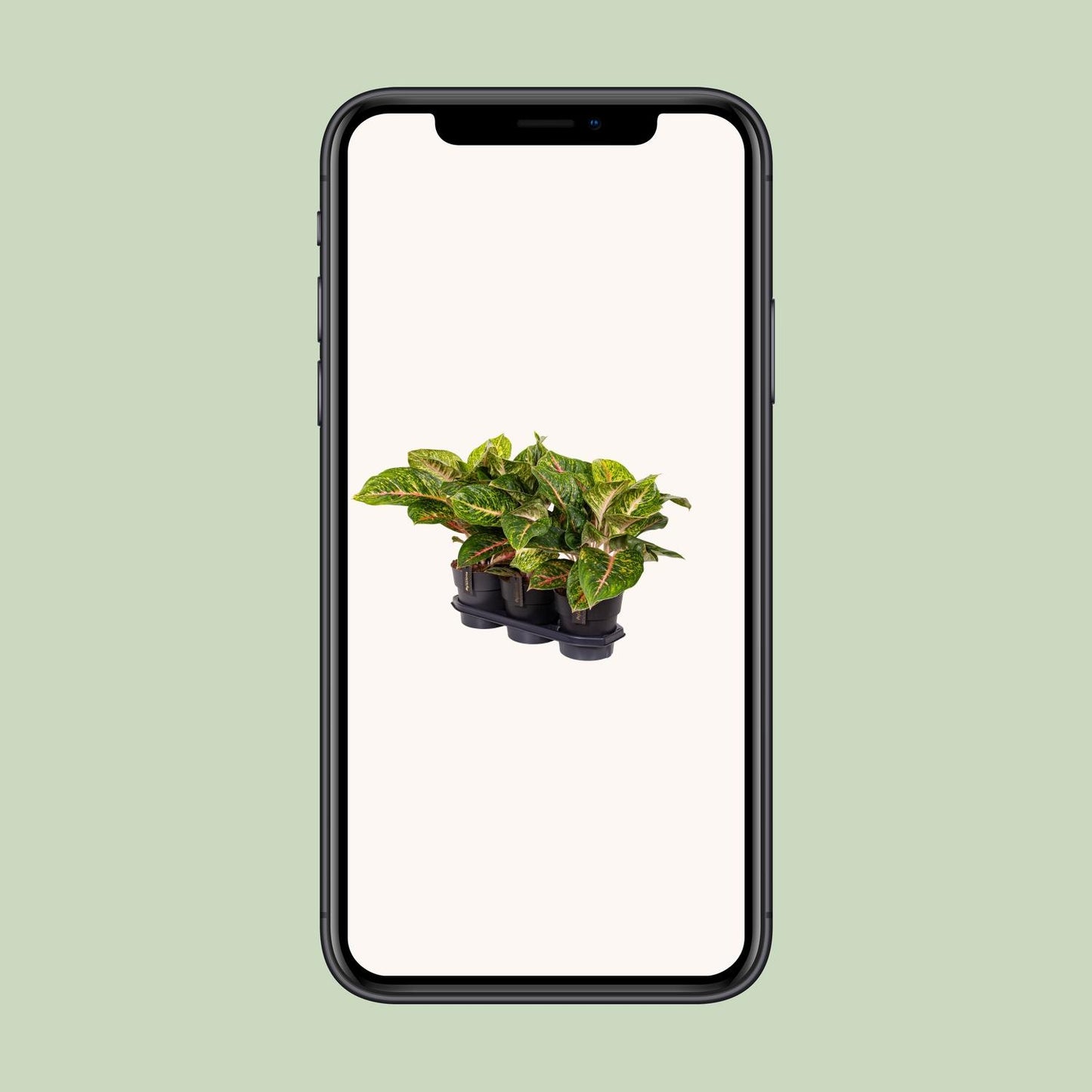 Aglaonema 'Spring Red' – Ø19cm ↕60cm | Blush &amp; glow – Easy maintenance