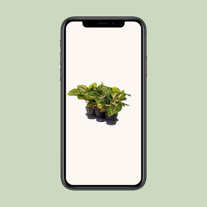 Aglaonema 'Spring Red' – Ø19cm ↕60cm | Blush &amp; glow – Easy maintenance