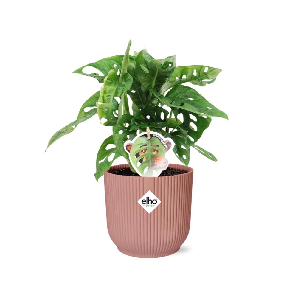 Monstera 'Monkey Leaf' in ELHO Vibes Fold 14cm pink | Playful hole fun – Average maintenance