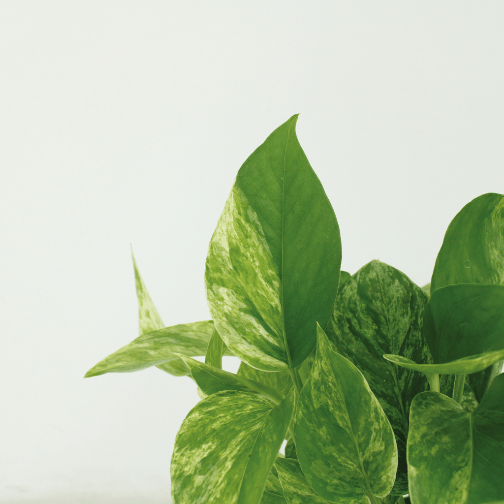 Epipremnum Marble Queen – Set van 4 – Ø12 cm – ↕15 cm