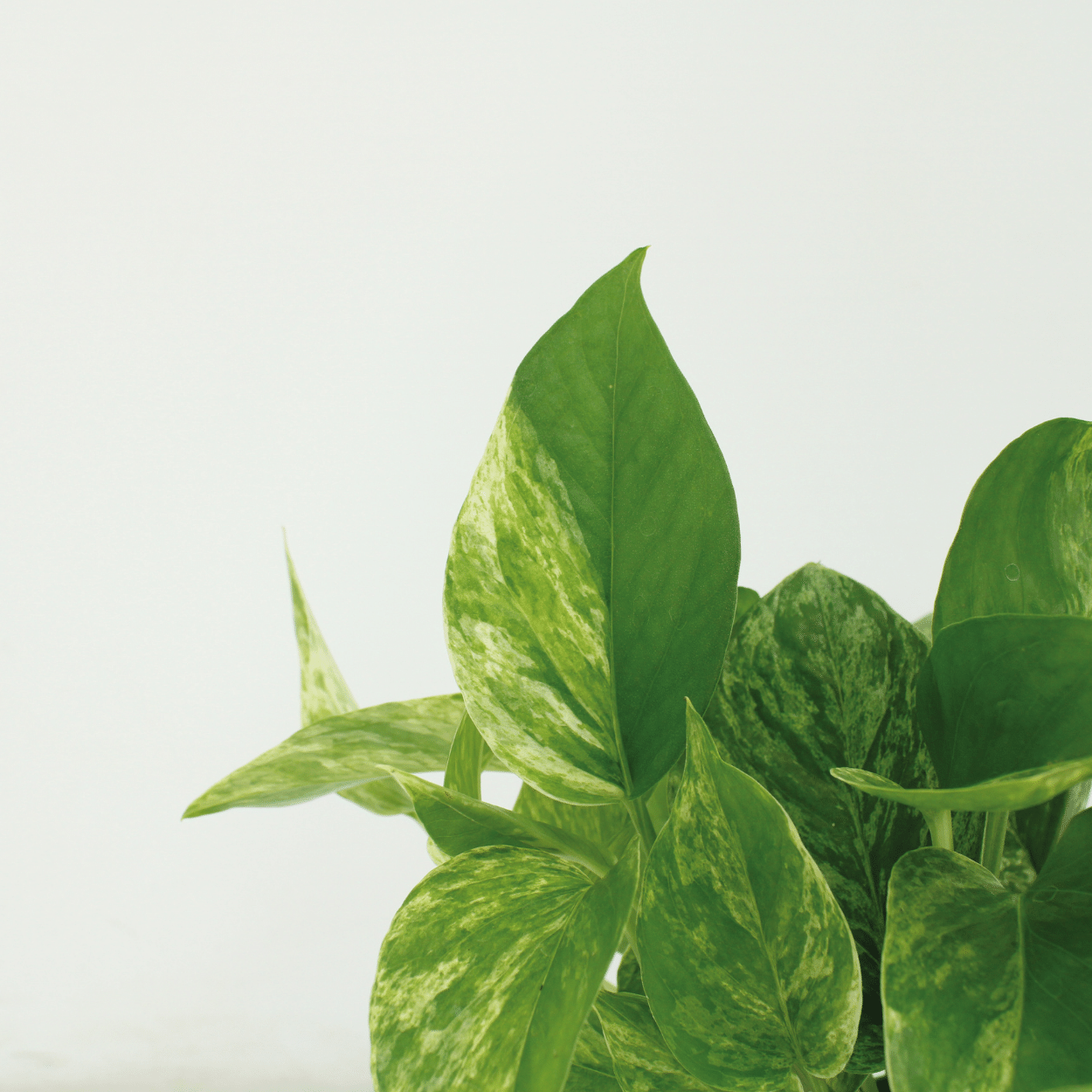 Epipremnum Marble Queen – Set of 4 – Ø12 cm – ↕15 cm