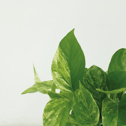 Epipremnum Marble Queen – Set of 4 – Ø12 cm – ↕15 cm