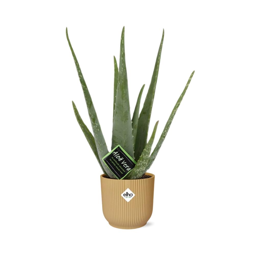 Aloe Vera 12cm in ELHO Vibes Fold 14cm yellow | The down-to-earth nurse – Easy maintenance