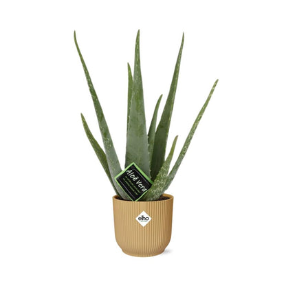 Aloe Vera 12cm in ELHO Vibes Fold 14cm yellow | The down-to-earth nurse – Easy maintenance