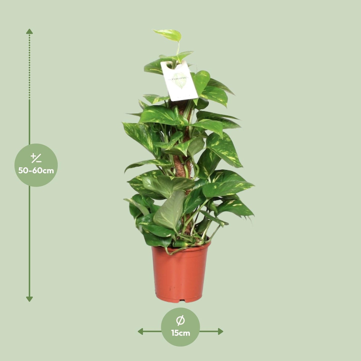 Epipremnum pinnatum on moss pole – Ø15cm ↕60cm | Easy maintenance