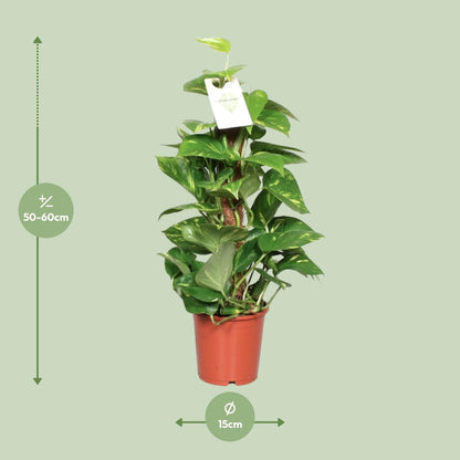 Epipremnum pinnatum on moss pole – Ø15cm ↕60cm | Easy maintenance
