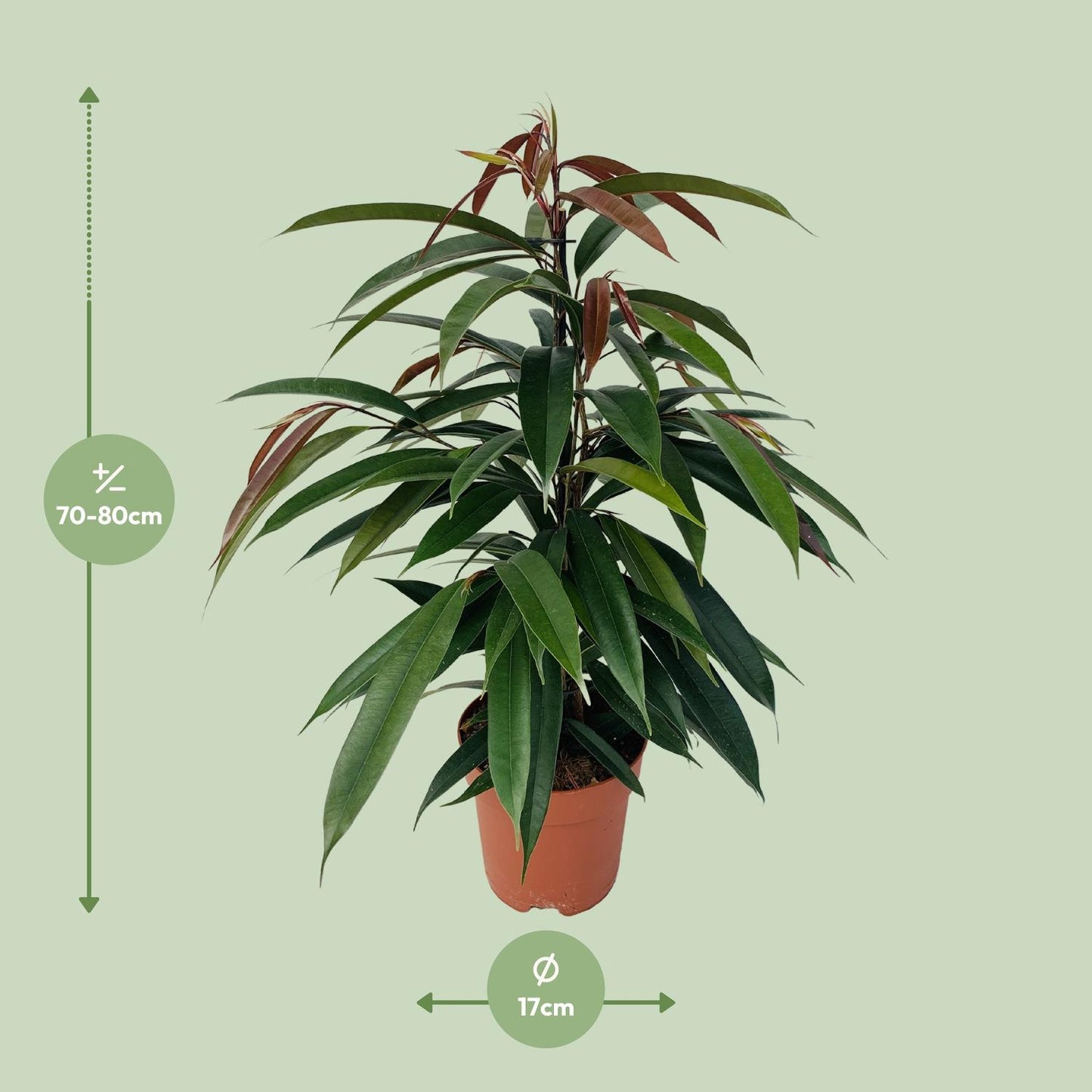Ficus 'Amstel King' P17 – Ø17cm ↕75cm | Average maintenance
