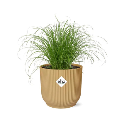 Cyperus Alternifolius 'Zumula' in ELHO Vibes Fold 14cm yellow | Umbrella grass with thirst – Average maintenance