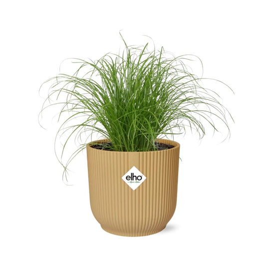 Cyperus Alternifolius 'Zumula' in ELHO Vibes Fold 14cm yellow | Umbrella grass with thirst – Average maintenance