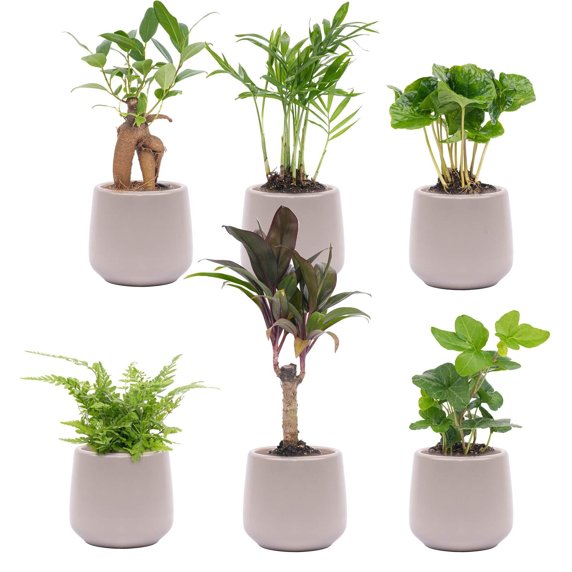 Mini Plant Set Joey – 6 pieces with pot | Easy maintenance