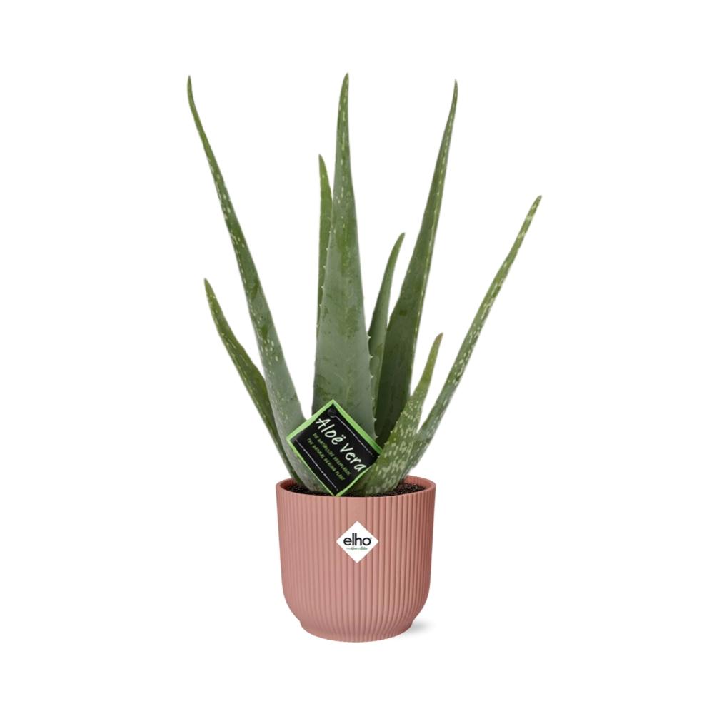 Aloe Vera – Ø12 cm in ELHO Vibes Fold 14 cm pink