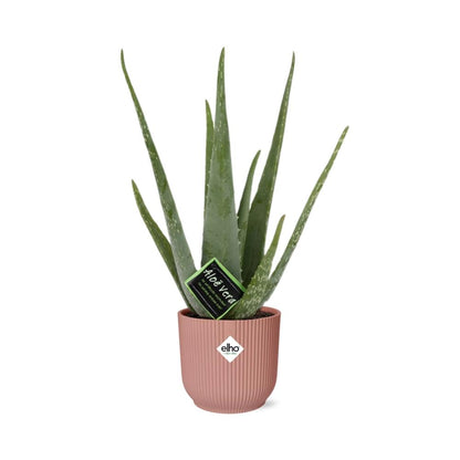 Aloe Vera – Ø12 cm in ELHO Vibes Fold 14 cm pink