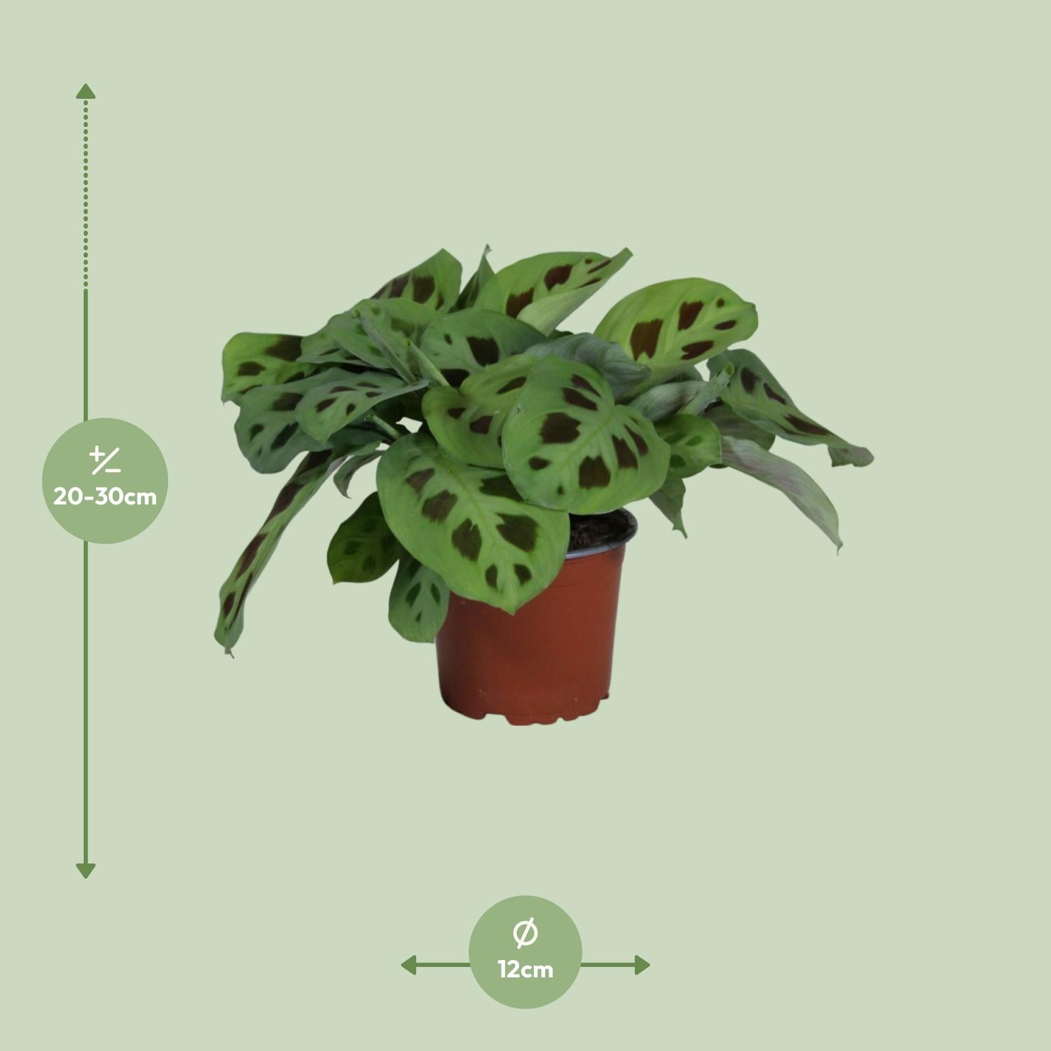Maranta Leuconeura Kerchoveana (Biddende Plant) – Ø12cm ↕30cm | Gemiddeld onderhoud