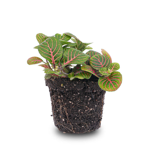 Fittonia 'Bubble Red' – Ø8cm ↕10cm | Average maintenance