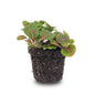 Fittonia 'Bubble Red' – Ø8cm ↕10cm | Average maintenance