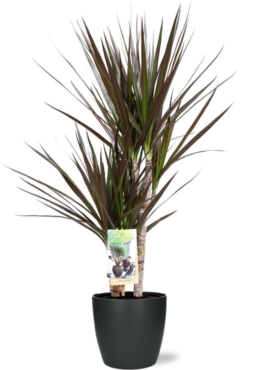 Dracaena Magenta + Pot Brussels Anthracite – Ø17cm ↕80cm | Average maintenance