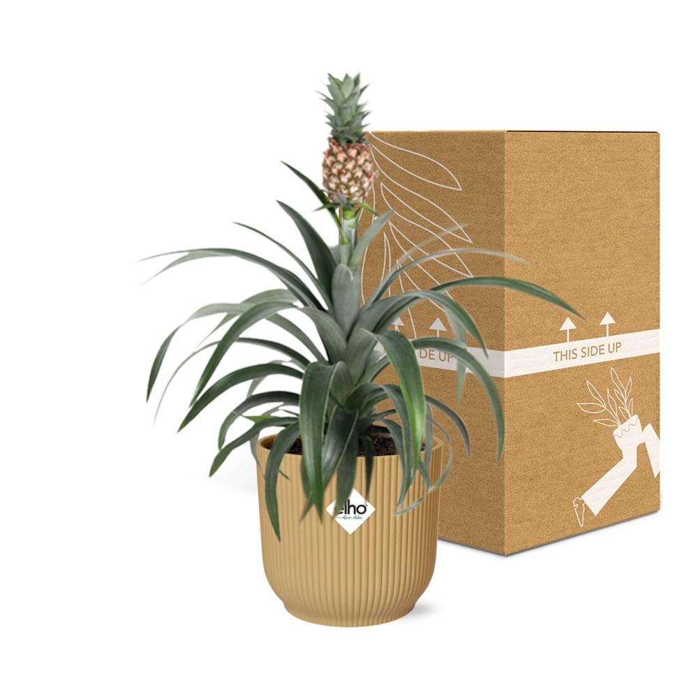 Pineapple Mi Amigo in ELHO Vibes Fold 14 cm yellow