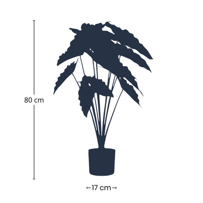 Alocasia 80cm - Artificial plant