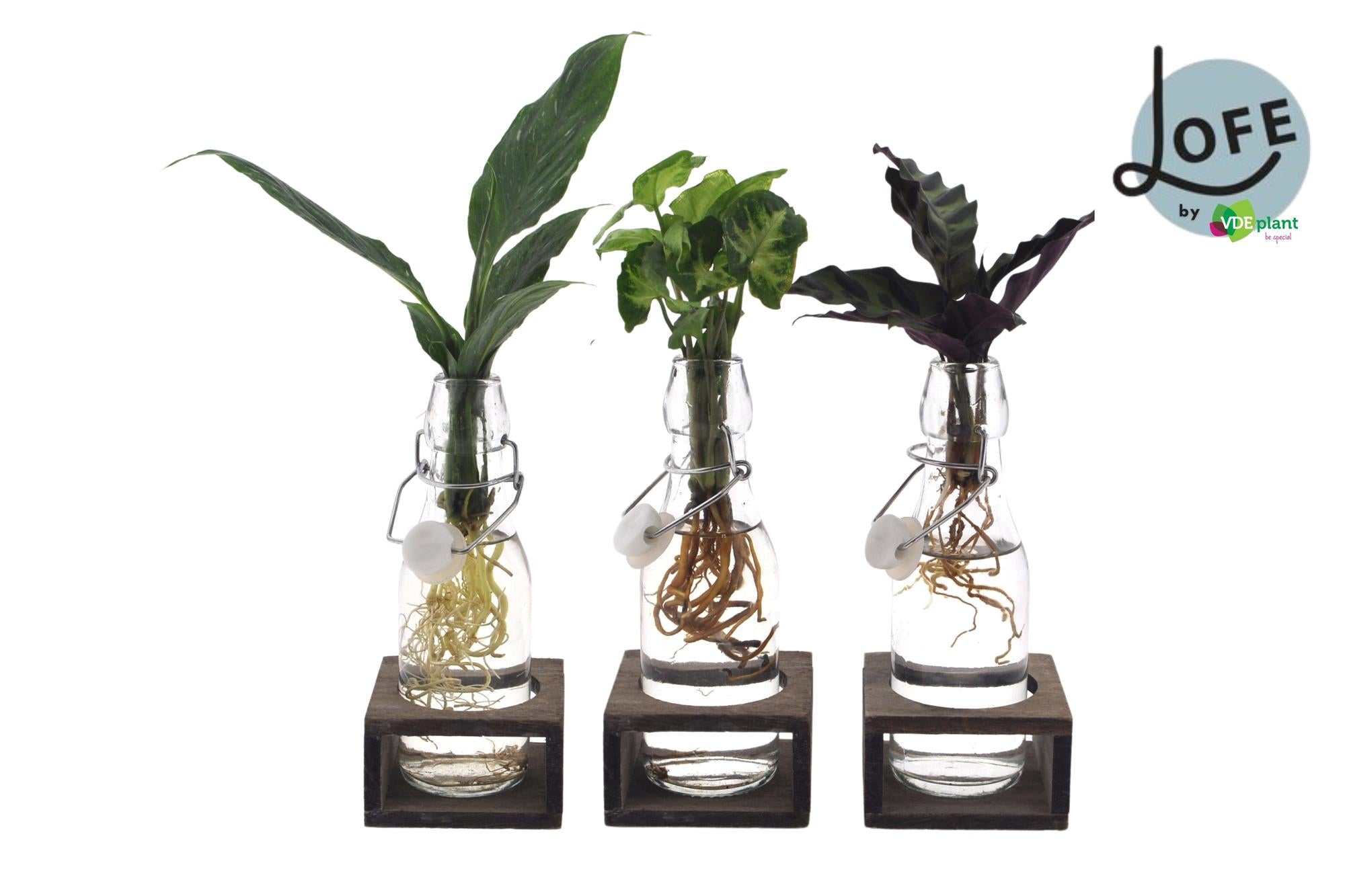 Intenz Mix in Ann Glass (white cap) + Natural Single – 3 pieces – Ø7cm ↕25cm | Easy maintenance