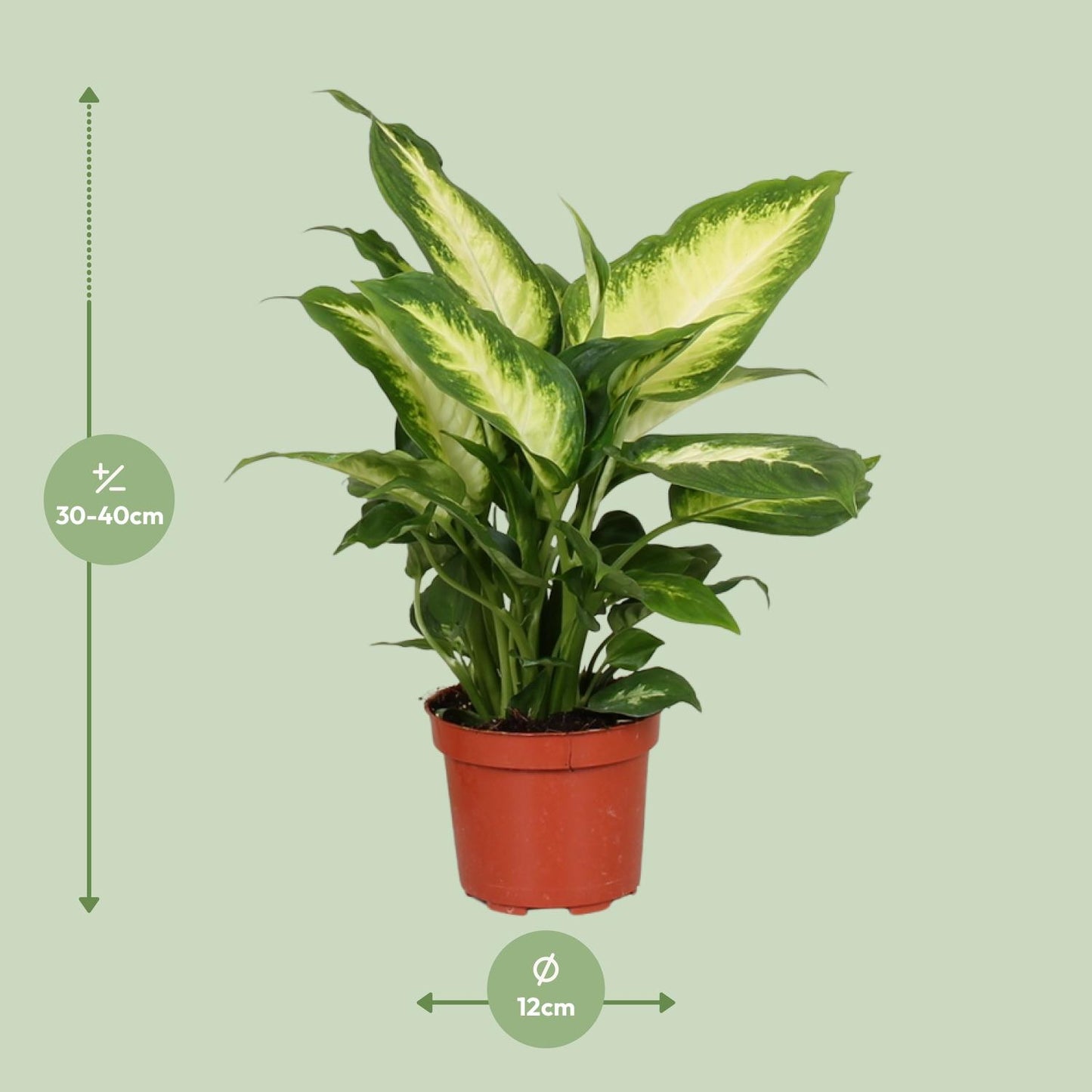 Dieffenbachia Camilla – Ø12cm ↕35cm | Average maintenance