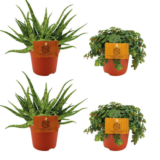 2× Aloe 'Spider' + 2× Sedum 'Tornado' – 4 pieces – Ø10.5cm ↕10cm | Easy maintenance
