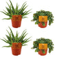 2× Aloe 'Spider' + 2× Sedum 'Tornado' – 4 pieces – Ø10.5cm ↕10cm | Easy maintenance