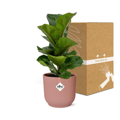 Ficus Lyrata 'Bambino' in ELHO Vibes Fold 14cm pink | The small violin – Average maintenance