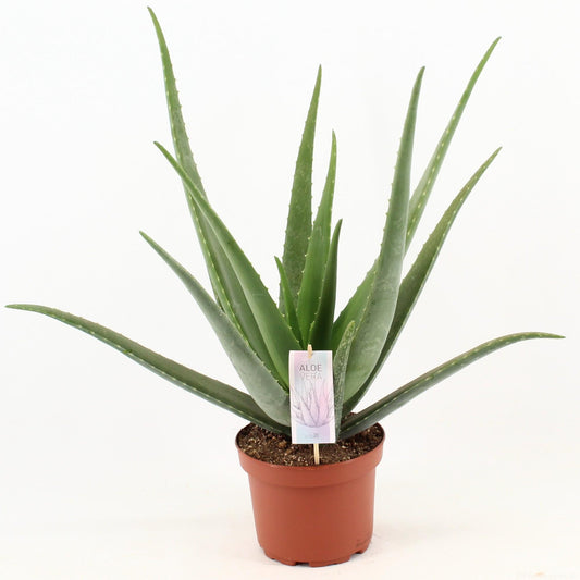 Aloe Vera – Ø19cm ↕70cm | The green first aid kit – Easy maintenance