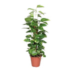 Epipremnum Pinnatum Mosstok 80cm Scindapsus – Ø19cm ↕80cm | Klimmer deluxe – Gemiddeld onderhoud