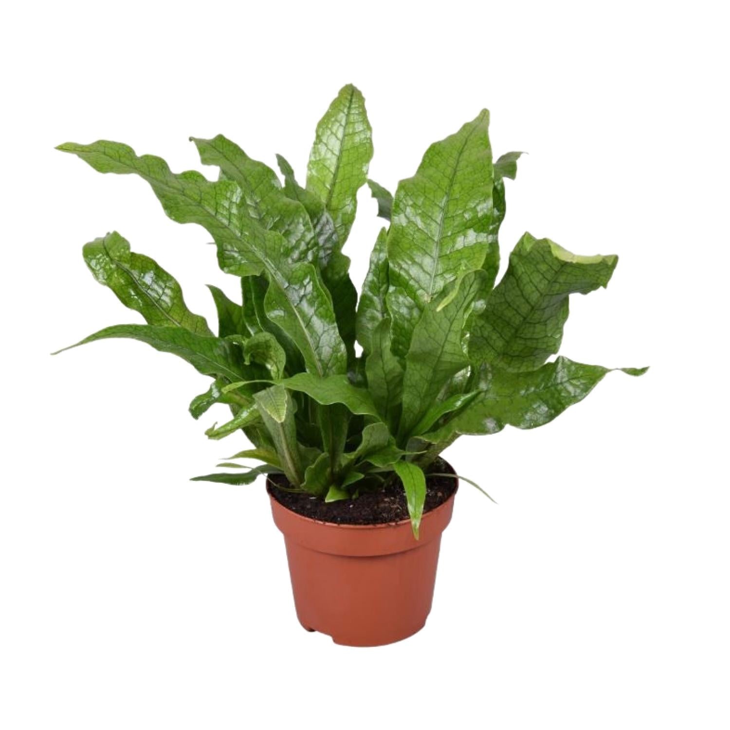 Microsorum 'Crocodyllus' – Ø12cm ↕30cm | Crocodile fern (sweet, doesn't bite) – Average maintenance