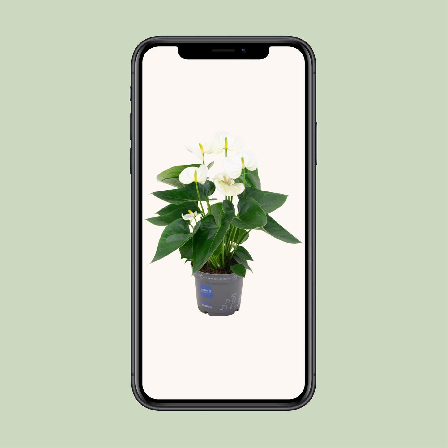 Anthurium White – Ø12 cm – ↕43 cm