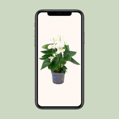 Anthurium White – Ø12 cm – ↕43 cm
