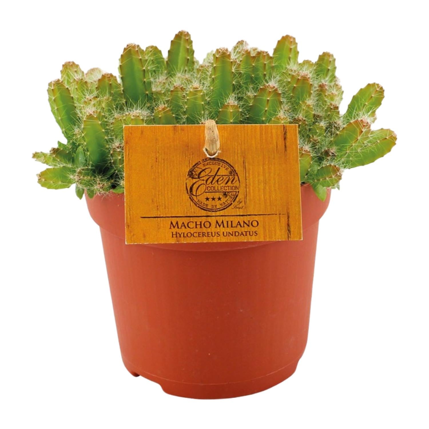 Hylocereus Undatus – Ø11cm ↕15cm | Challenging maintenance