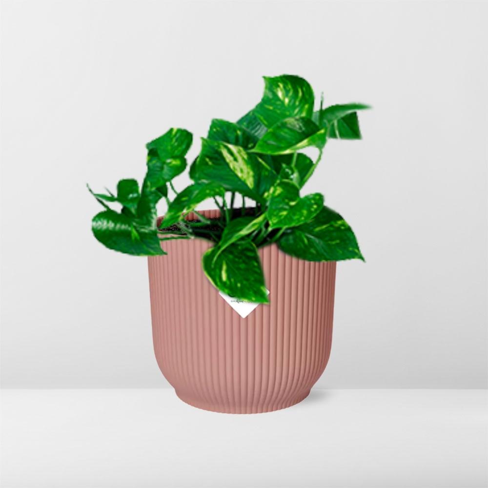 Epipremnum Pinnatum 'Aureum' in ELHO Vibes Fold 14 cm pink