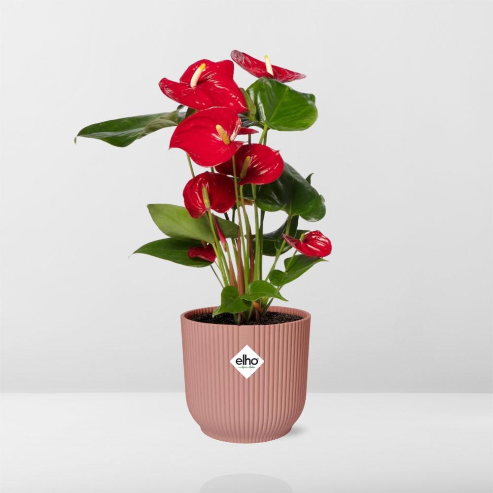 Anthurium Red 12cm in ELHO Vibes Fold 14cm pink | Tropical diva – Average maintenance