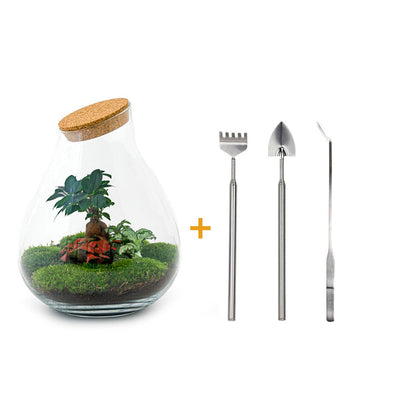 🌿🛠️ DIY Terrarium Drop XL – Bonsai – 37 cm – Including rake, shovel &amp; tweezers