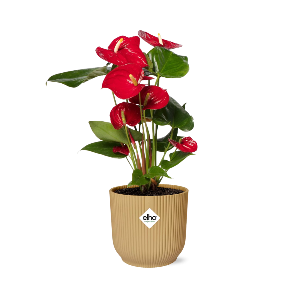 Anthurium Red Ø12 cm in ELHO Vibes Fold 14 cm yellow