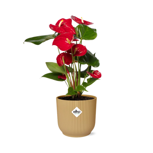 Anthurium Red Ø12 cm in ELHO Vibes Fold 14 cm yellow