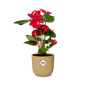 Anthurium Red Ø12 cm in ELHO Vibes Fold 14 cm yellow