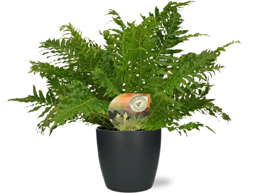 Blechnum Silver Lady + Pot Brussels Anthracite – Ø17cm ↕50cm | Average maintenance